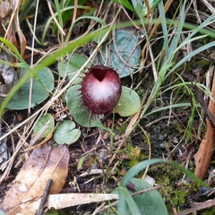 Corybas hispidus