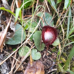 Corybas hispidus