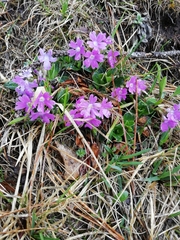 Primula glaucescens