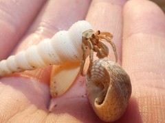 Coenobita variabilis