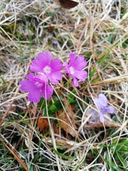 Primula glaucescens