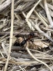 Dorymyrmex smithi