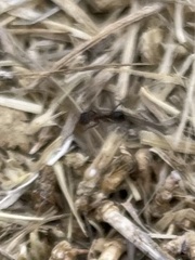 Dorymyrmex smithi
