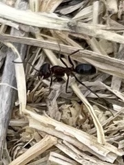 Dorymyrmex smithi