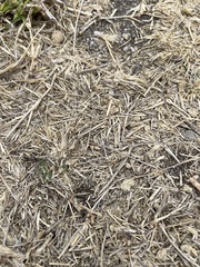 Dorymyrmex smithi