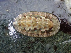 Rhyssoplax jugosa