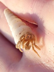 Coenobita variabilis