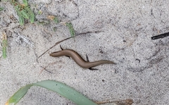 Chalcides bedriagai