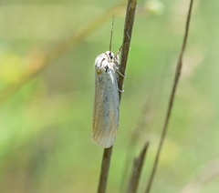 Spiris striata