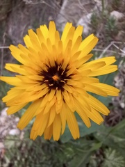 Reichardia tingitana