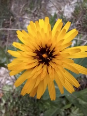 Reichardia tingitana