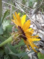 Reichardia tingitana