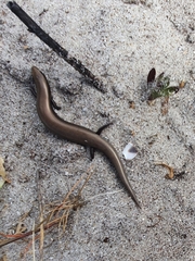 Chalcides bedriagai
