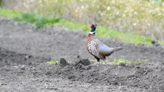 Phasianus colchicus formosanus