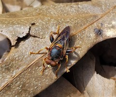 Teuchocnemis bacuntius