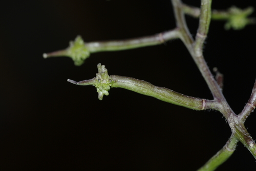 Cordylocarpus image