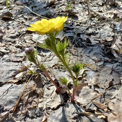 Adonis vernalis