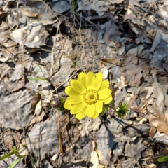 Adonis vernalis