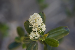 Ceanothus velutinus