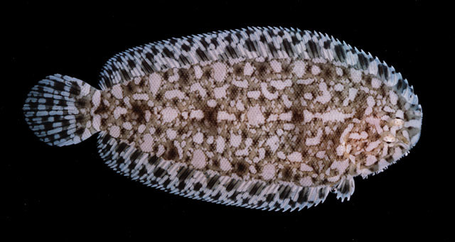 Bahamonde's Sole