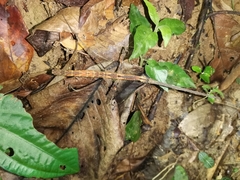 Stheneboea repudiosa