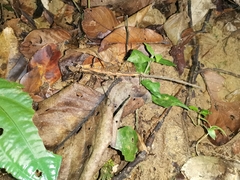 Stheneboea repudiosa