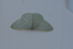 Xenochlorodes olympiaria