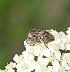 Oxyopes heterophthalmus