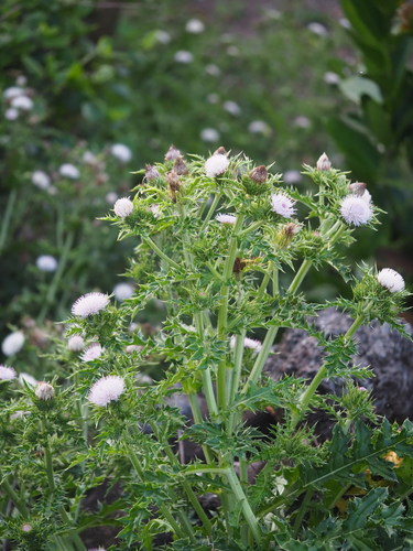 Image of Cirsium brevicaule by no rights reserved