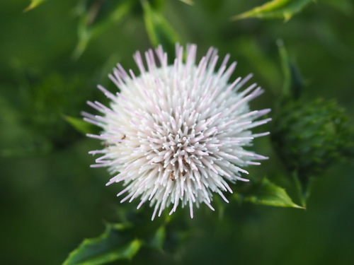 Image of Cirsium brevicaule by no rights reserved