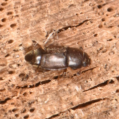 Carpophilus brachypterus