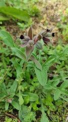 Nonea vesicaria