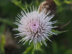 Cirsium brevicaule