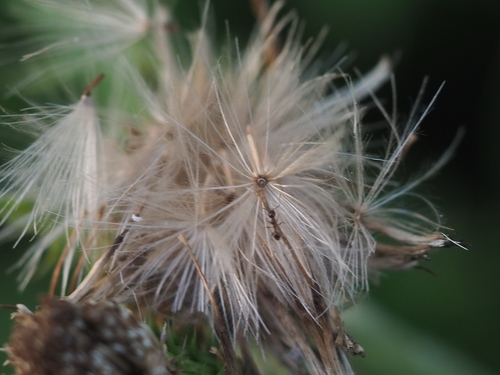 Image of Cirsium brevicaule by no rights reserved