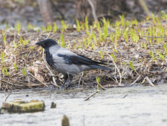 Corvus cornix