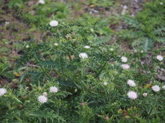 Cirsium brevicaule