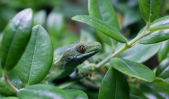 Naultinus
