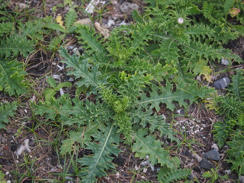 Image of Cirsium brevicaule by no rights reserved