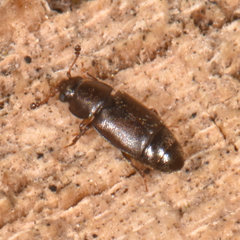 Carpophilus brachypterus