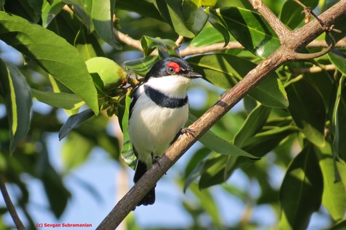 Black-throated Wattle-eye