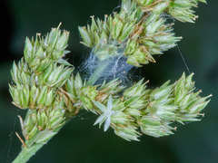 Chamissoa acuminata swansonii