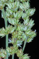 Chamissoa acuminata swansonii