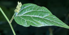 Chamissoa acuminata swansonii