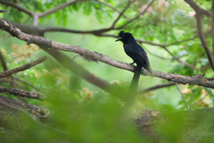 Dicrurus paradiseus