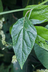 Chamissoa acuminata swansonii