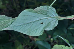 Chamissoa acuminata swansonii