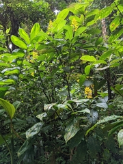 Palicourea lasiorrhachis