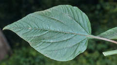 Chamissoa acuminata swansonii