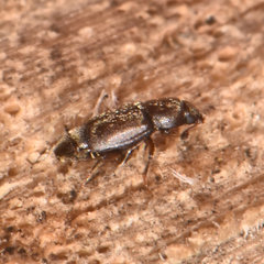 Carpophilus brachypterus