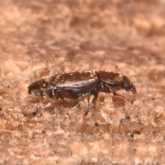 Carpophilus brachypterus